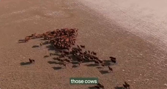 AI-Powered Cattle Management